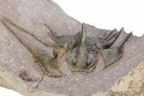 Kettneraspis Trilobite With Long Occipital - Lghaft, Morocco #254099-5